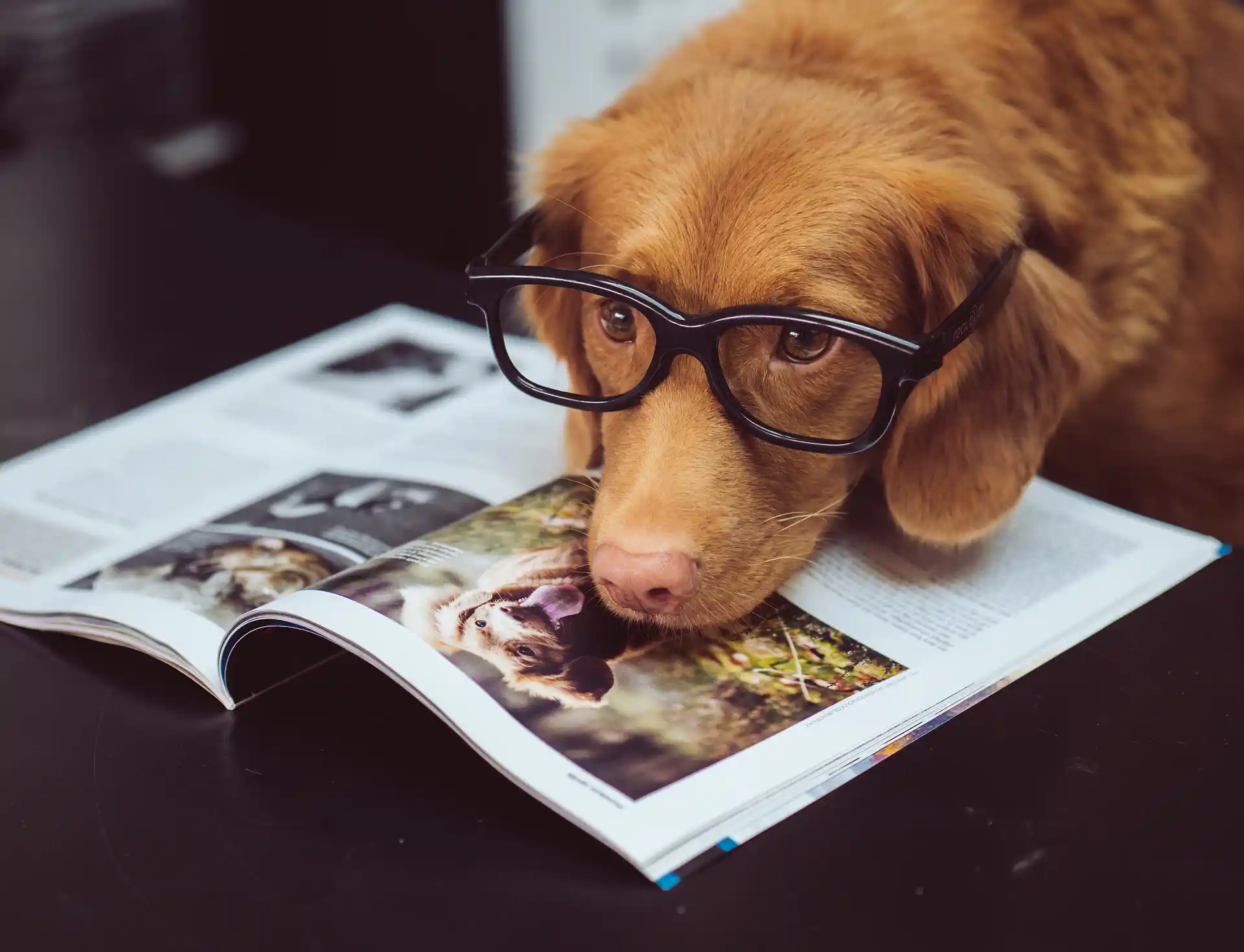 szemüveget viselő kutya az újságon pihenteti a fejét
